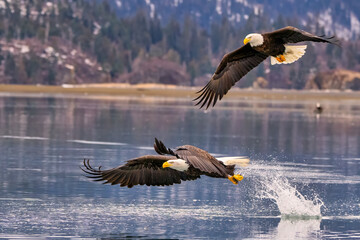 two bald eagles catching fish in front of the ocean, flying