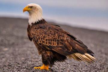 the large eagle is sitting alone on a black beach with its head slightly down