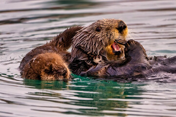 Sea Otter with newborn pup, Homer, Alaska