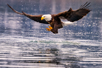 bald eagle landing on water with landing gear extended while flying