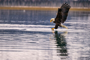 a bald eagle is flying through the water and taking a drink