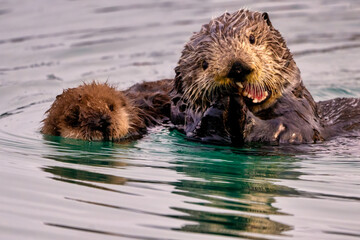 Sea Otter with newborn pup, Homer, Alaska