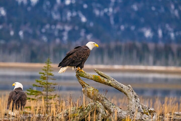 two bald eagles sitting on a log near the water in a swamp