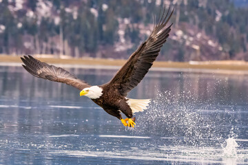 an eagle flying above water, flying over it, and spraying water