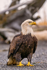 a bald eagle standing on the road near logs and grass