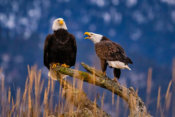 two bald eagles are sitting on a log in the tall grasses