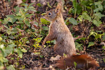 Small brown squirrel eating leaves