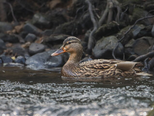 the duck is floating in a lake among rocks and trees