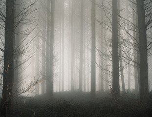 Misty morning in the Ardennes forest of Belgium