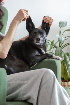 Black Dog with Perked Ears on Chair
