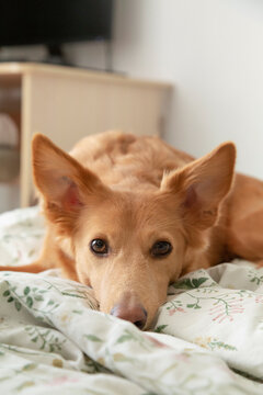 Golden Dog Lying on Bed