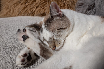 Capital Federal, Buenos Aires, Argentina; April 20 2019: A little cat sleeps on a sofa