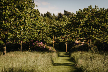 Field with trees and grass, covered in sunshine