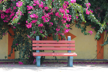 Bench under a bougainvillea bush.