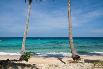 two palm trees stand beside the ocean on a sandy beach