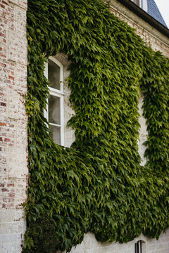 climber plants on a rustic charming wall