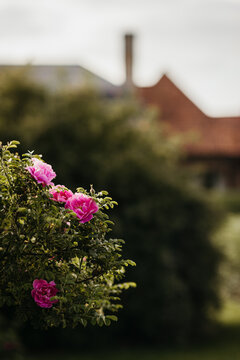 Garden with pink roses