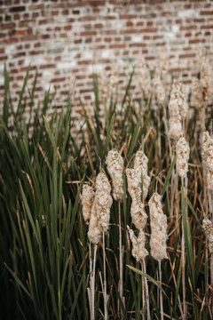 Cattail growing in pond