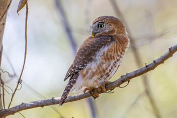 Cuban Pygmy-Owl Glaucidium siju