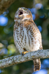 Cuban Pygmy-Owl Glaucidium siju perched on a tree branch