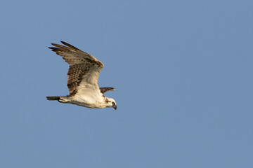 Osprey soaring in the clear blue sky during a sunny day