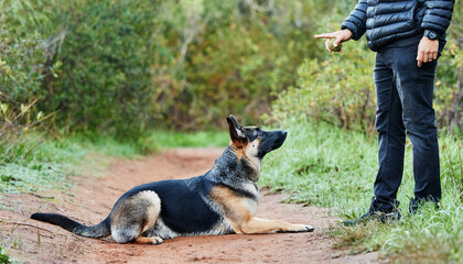 German shepherd, dog and service animal with ball for training, scent tracking or listening to...