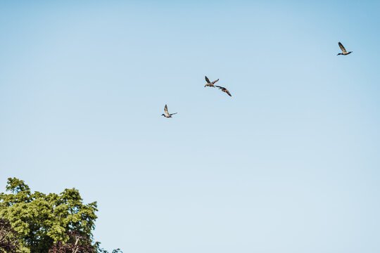 Flock of birds flying above the trees