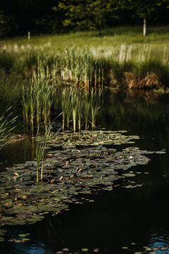 pond
