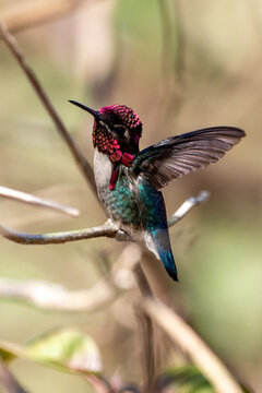 Bee hummingbird, zunzuncito or Helena hummingbird is a species of hummingbird