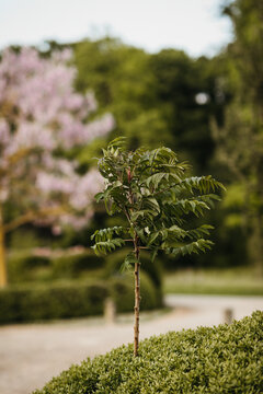 Young tree standing out in a manicured garden