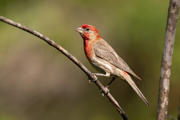 Purple House Finch, male