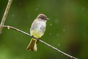 Titmouse in the rain