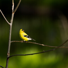 Gold Finch perched on a branch, male