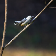 White Breasted Nuthatch