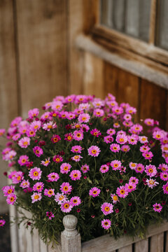 Vibrant pink daisies in wooden planter