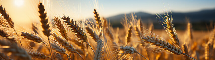 Golden harvest: close-up of sunlit wheat fields.