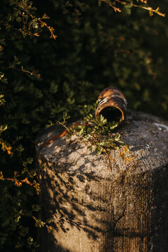 Weathered stump with pottery shard and plants
