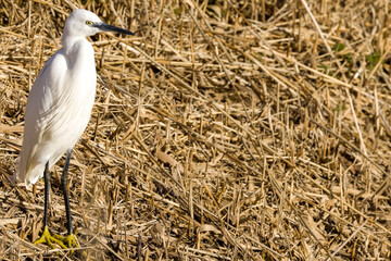 White egret on dry grass in nature.
