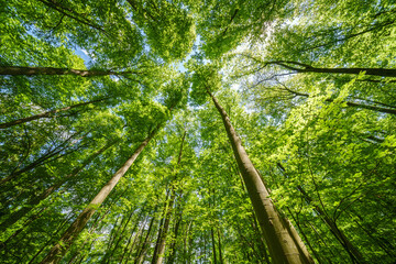 Springtime forest with setting sun shining through leaves and branches. Nature, forestry, habitat,...