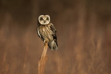 Short-eared owl perched on twig in desolate landscape