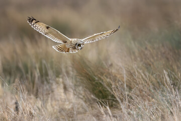 Low-flying short eared owl hunting