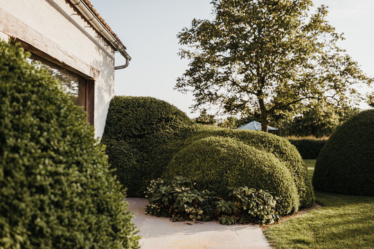Garden with hedge