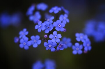 a cluster of blue flowers in a field with dark shadows