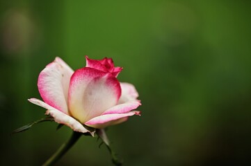 a flower with one flower bud on it's stem