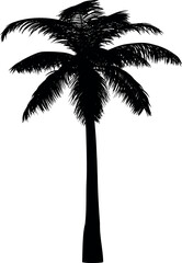 Palm tree silhouette 