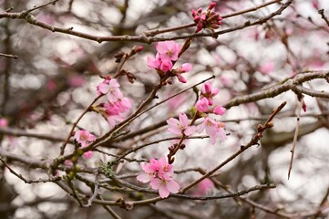 a cherry blossomed tree on a clear, gray day