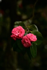 there are two pink flowers in the dark near a tree