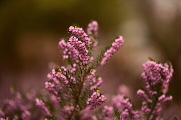 a field of purple flowers growing with a blurry background
