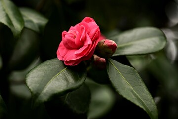 there is a single red flower in the middle of the green leaves