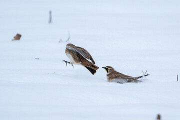 two birds are fighting in the snow together with a black bird